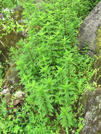 薄荷