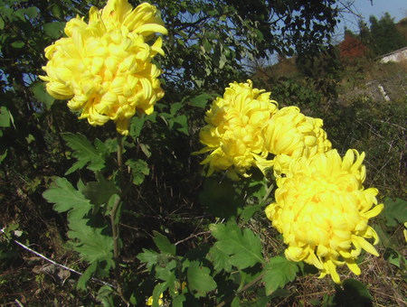 菊花
