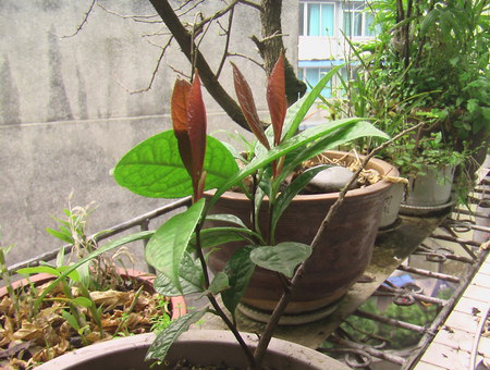 金花茶