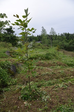鹅掌楸