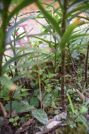 肺心草