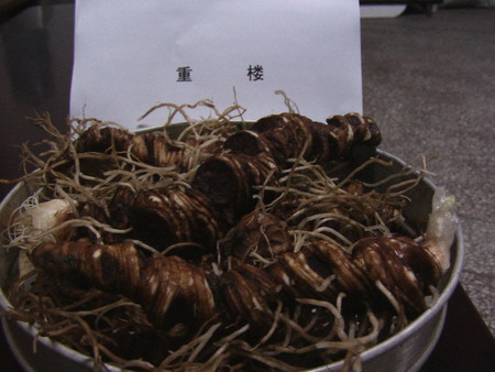 黔北牌重楼