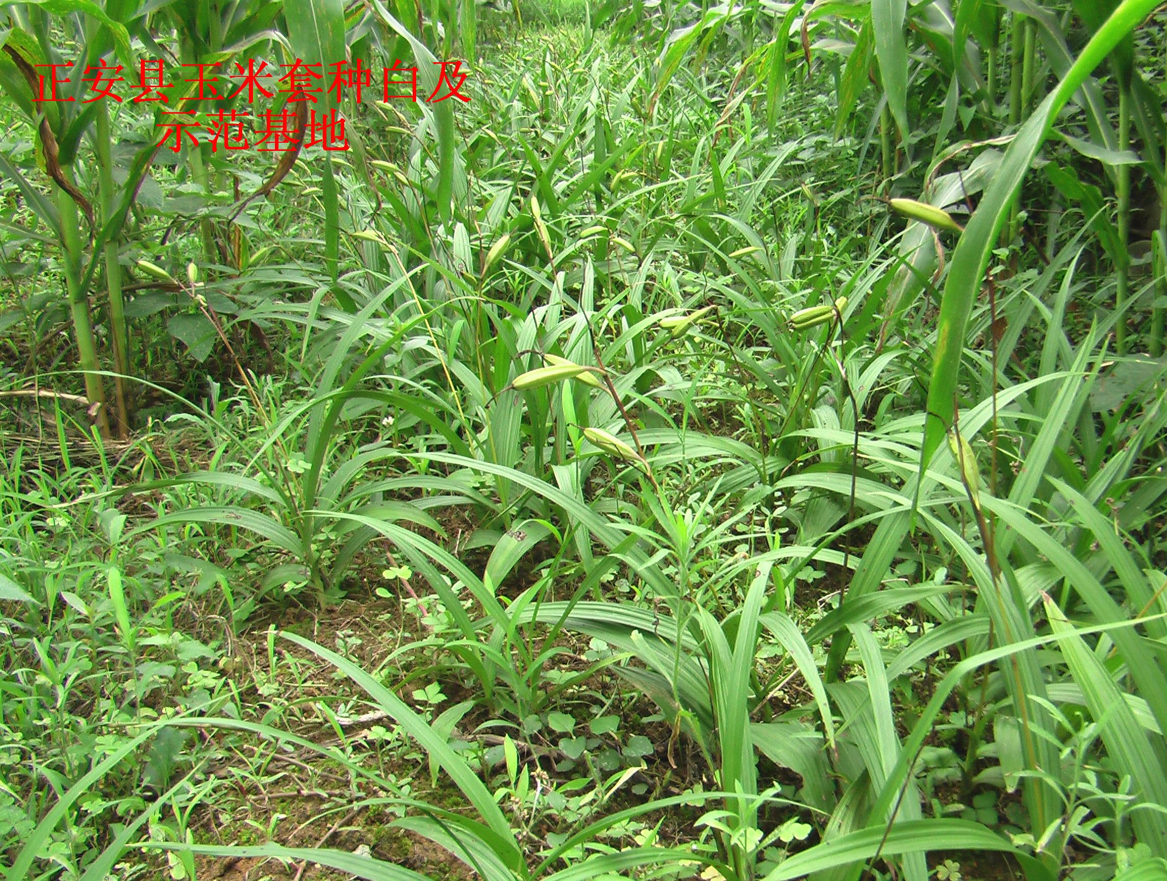 2006年种白及IMGA3523.JPG
